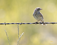 Vesper Sparrow